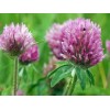 Trèfle rouge fleur