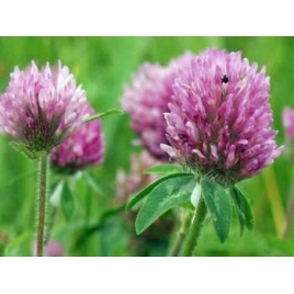 Trèfle rouge fleur