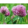 Trèfle rouge fleur