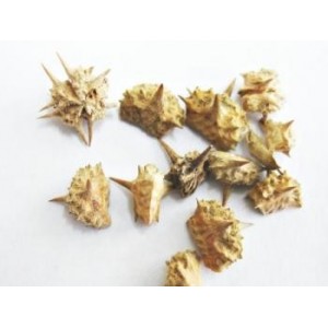 Tribule fruit poudre