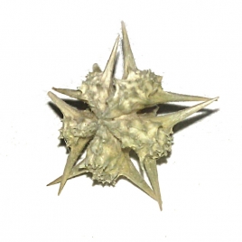 Tribule fruit poudre