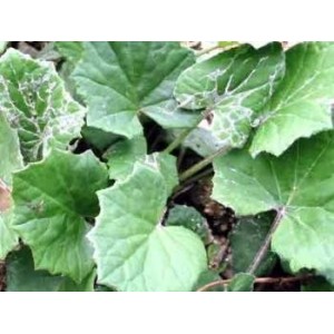 Tussilage feuille