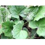 Tussilage feuille
