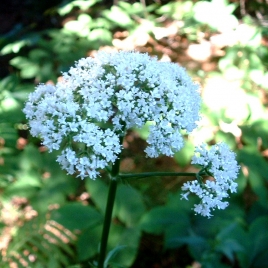 racine de valériane séchée
