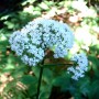 Valériane BIO racine