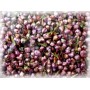 Bruyère BIO fl 100g