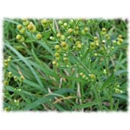 Vergerette Erigeron plante