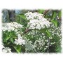 Viburnum écorce