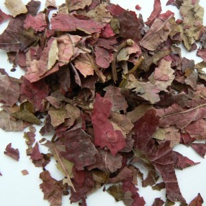 Vigne rouge BIO feuille