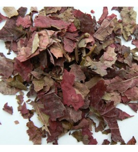 Vigne rouge BIO feuille