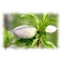 Amande douce BIO huile vierge