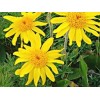 Arnica huile BIO