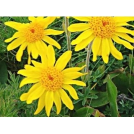 huile végétale d'Arnica Bio 100 ml