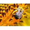 Cire d'abeille pure