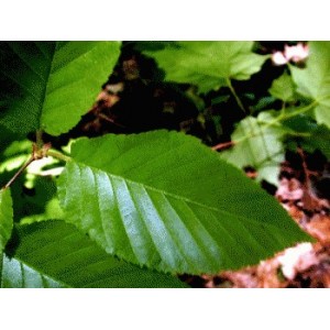 Bouleau gélules feuille poudre totale 235mg