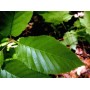 Bouleau gélules feuille poudre totale 235mg
