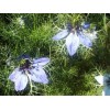 Cumin noir Nigelle BIO huile vierge