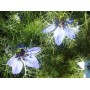 Cumin noir Nigelle BIO huile vierge