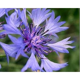 Eau de bleuet Phytofrance