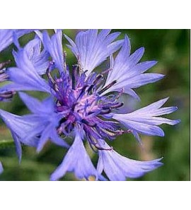 Bleuet BIO hydrolat (eau de bleuet)