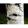 Bouleau blanc HE
