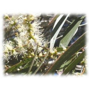 Cajeput BIO HECT