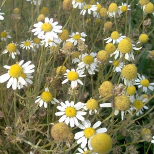 Camomille matricaire BIO HECT