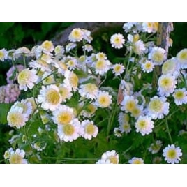 Eau de camomille Phytofrance