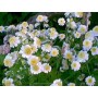 Camomille romaine BIO hydrolat