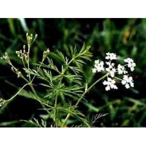 Carvi BIO HECT