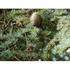 Cèdre de l'Atlas BIO HECT
