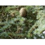 Cèdre de l'Atlas BIO HECT