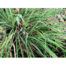 Huile essentielle de Citronnelle de Java