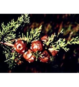 Cyprès BIO HECT