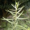 Estragon BIO HECT