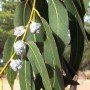 Eucalyptus globulus HE