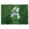 Buchu feuille