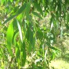 Eucalyptus radiata BIO HECT