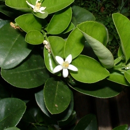 Eau de Fleur d'Oranger BIO Phytofrance