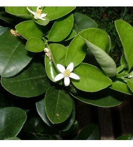 Fleur d'Oranger BIO hydrolat (eau de fleur d'oranger)