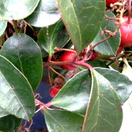 Gaulthérie (wintergreen) BIO HECT