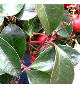 Gaulthérie (wintergreen) BIO HECT