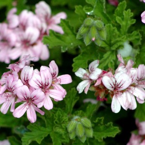 Geranium  HECT bio