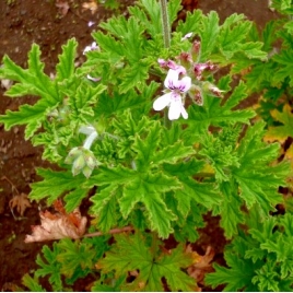 Huile essentielle de Géranium rosat BIO 10 ml