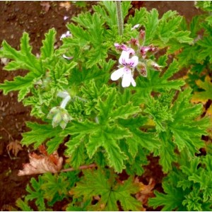 Géranium rosat bourbon BIO HECT