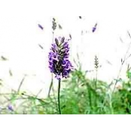 Huile essentielle Lavandin Super