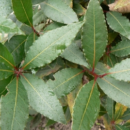 Laurier BIO HECT