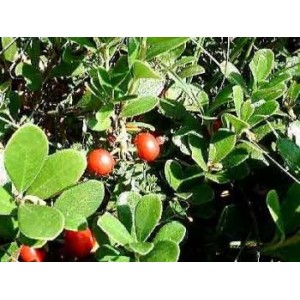 Busserole gélules feuille poudre totale 250mg