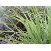 Lemon grass HE