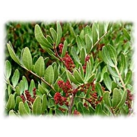 Lentisque Pistachier HECT